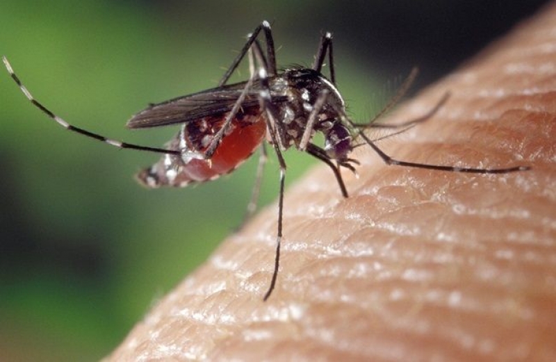 A fost confirmată o nouă infectare cu virusul West Nile.