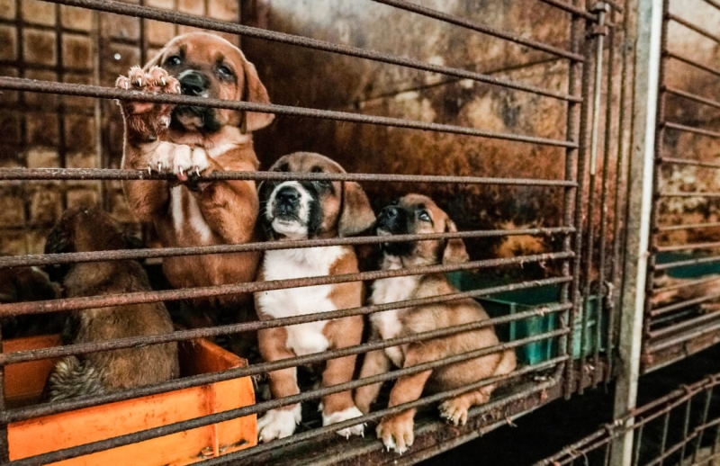 Trei cățeluși abandonati, de aproximativ două luni, vor fi disponibili pentru adopție - Biroul pentru Protecţia Animalelor din IPJ Ilfov a fost notificat.