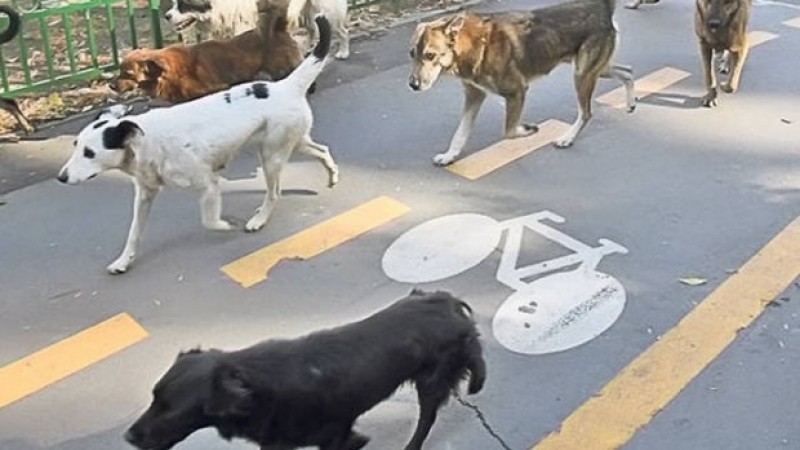 Amenda pentru proprietarul care ținea 25 de câini pe un teren lângă Delta Văcărești: 17 erau închiși în țarcuri, iar 8 alergau liberi.